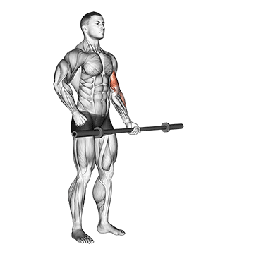 Demostración del ejercicio: Curl Reverso: Antebrazos y Braquial para un Brazo más Grueso
