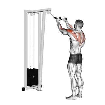 Demostración del ejercicio: Face Pull: El Ejercicio Imprescindible para la Salud del Hombro
