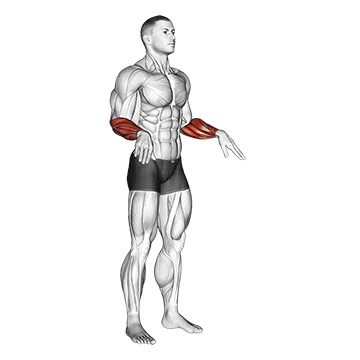 Demostración del ejercicio: Círculos de Muñeca: Calentamiento para Press y Flexiones